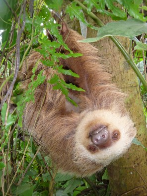 Two toed sloth hanging out